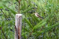 Hippolais polyglotta