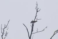 Pandion haliaetus