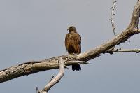 Milvus migrans