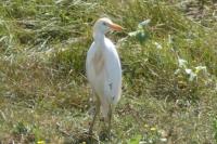 Bubulcus ibis