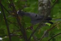 Columba oenas