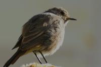 Phoenicurus ochruros