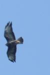 Buteo buteo