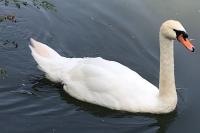 Cygnus olor