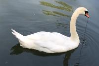 Cygnus olor