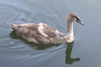Cygnus olor
