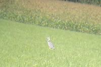 Ardea cinerea