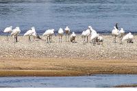 Platalea leucorodia