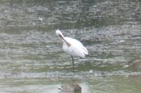 Platalea leucorodia