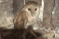 Tyto alba