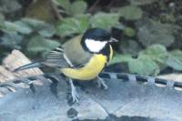 Parus major