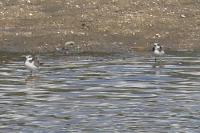 Charadrius hiaticula
