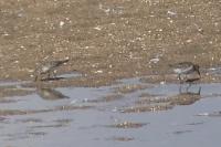 Calidris alpina