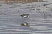 Actitis hypoleucos