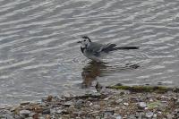Motacilla alba