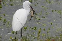 Egretta garzetta