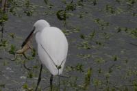 Egretta garzetta