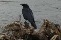 Corvus corone