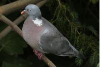 Columba palumbus