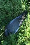 Columba palumbus