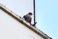 Falco peregrinus