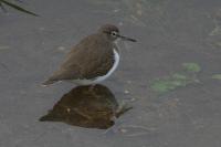 Actitis hypoleucos