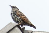 Sturnus vulgaris