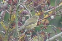 Phylloscopus collybita