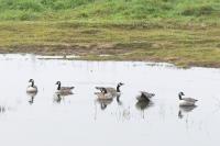 Branta canadensis