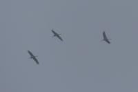 Grus grus