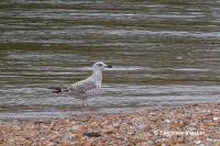 Larus michahellis