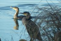 Phalacrocorax carbo