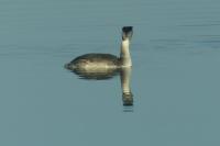 Podiceps cristatus