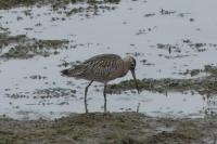 Limosa lapponica