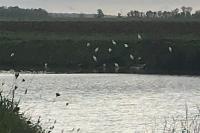 Bubulcus ibis
