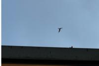 Milvus migrans