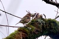 Fringilla coelebs