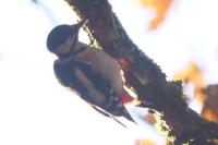 Dendrocopos major