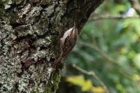 Certhia brachydactyla