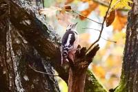 Dendrocopos medius