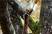 Dendrocopos medius