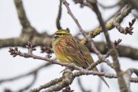 Emberiza cirlus