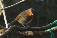Erithacus rubecula