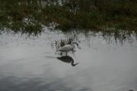 Egretta garzetta