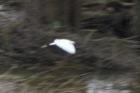 Egretta garzetta