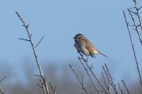 Emberiza schoeniclus