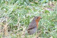 Erithacus rubecula