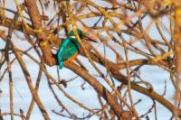 Alcedo atthis