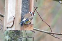 Carduelis carduelis