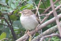 Passer domesticus